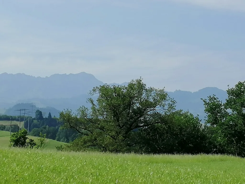 Bei der alten Linde