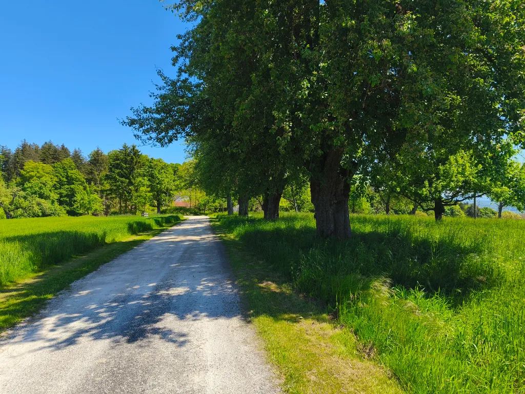 Sommer: Zufahrt zum Hof. Rechts unser Baumgarten.