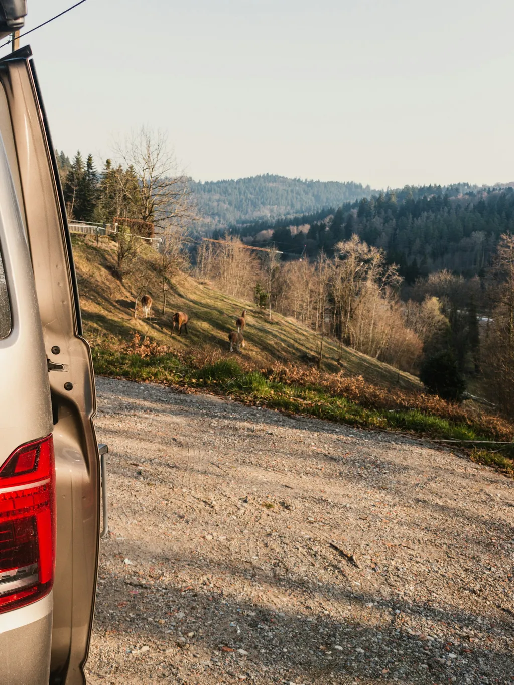 Camp - Schauinsland Lamas