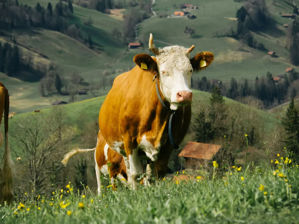 Schüürbüel - Hof mit Panoramablick