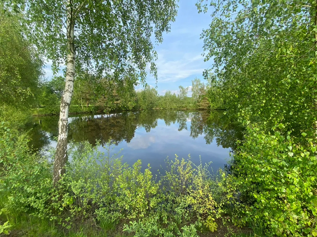 Wiese mit Teichblick