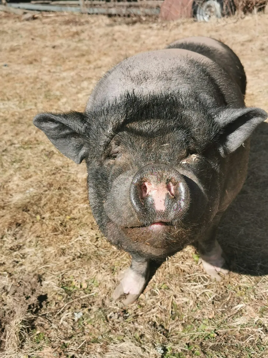 Ruhiger WiesenWaldPlatz