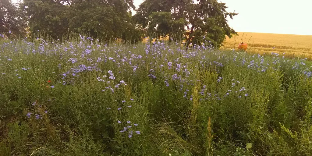 Anhöhe Alpenblick, Nahe Obstbäumen
