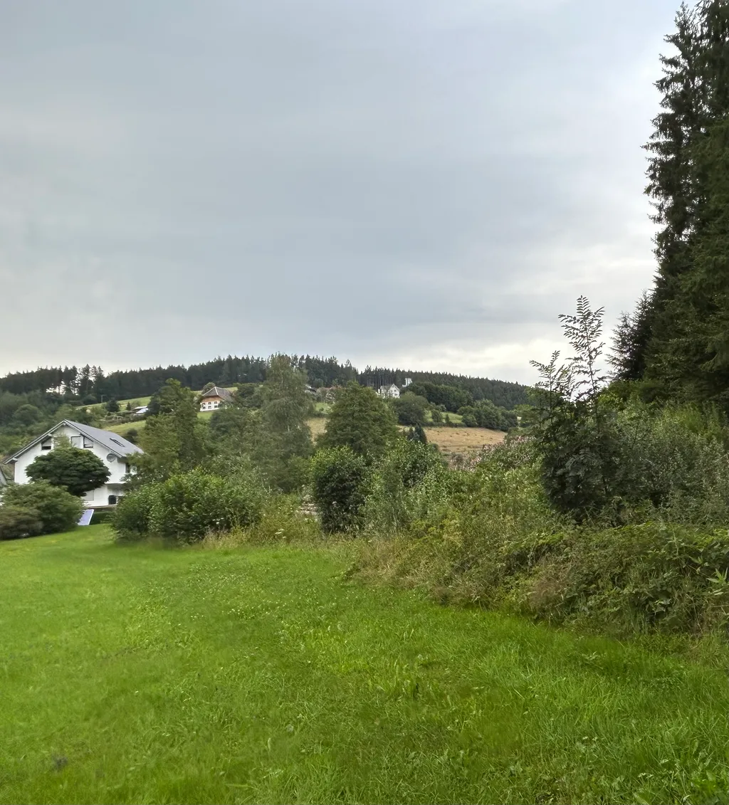 Wunderschöne Wiese umgeben von Wald und Natur