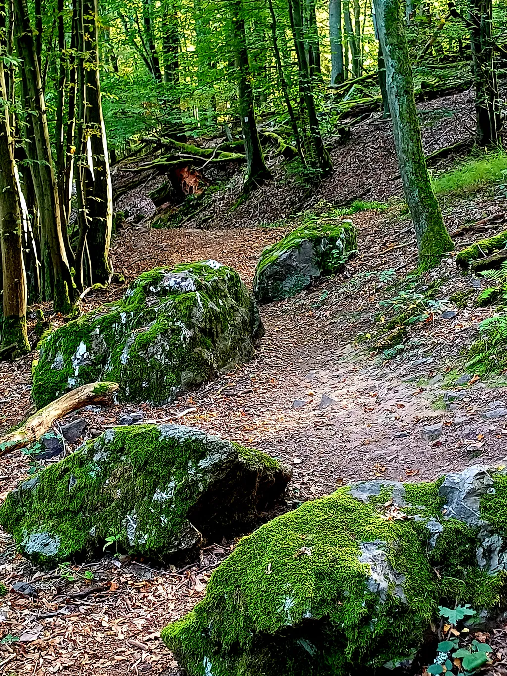 Idyllische Wiese am Bach
