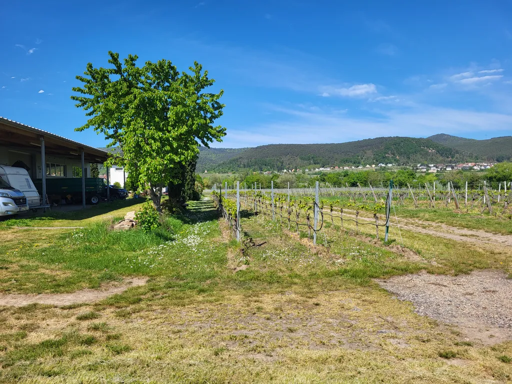 Blick nach Westen zum Pfälzer Wald