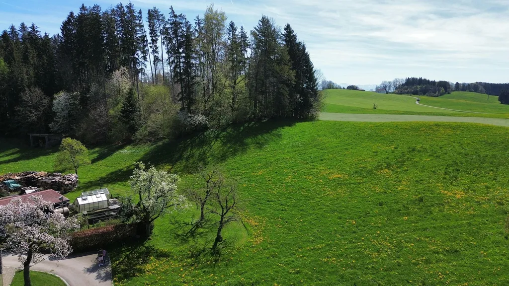 Obstgarten im Allgäu