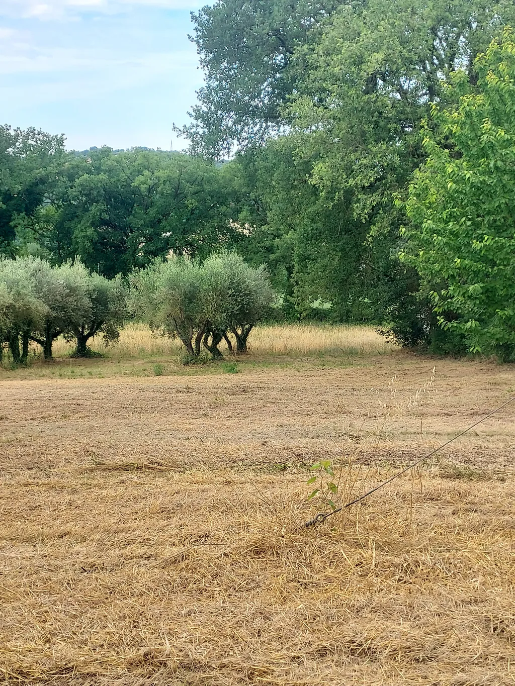 Umbria Verde 2