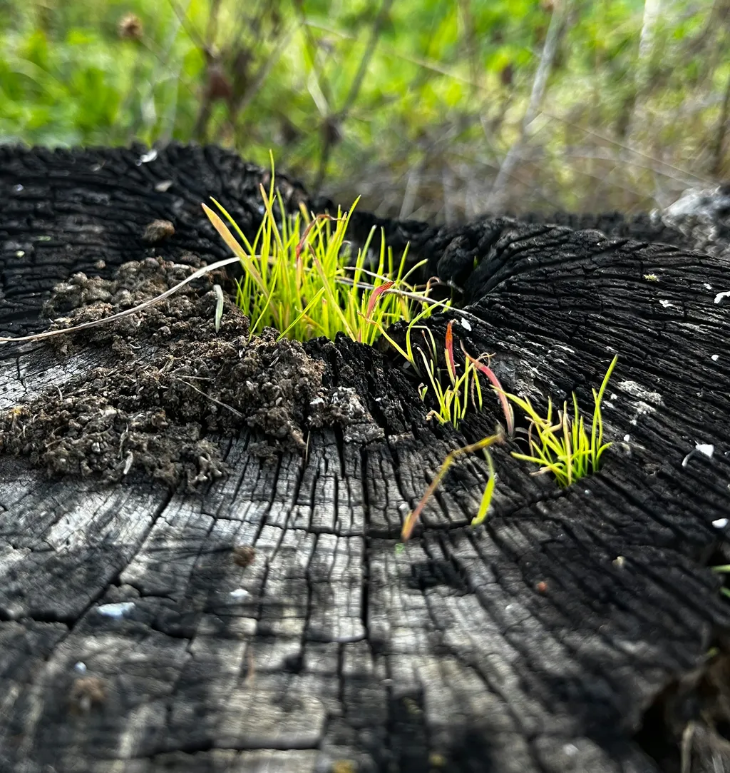 Abgelegene Senke am Walnussbaum
