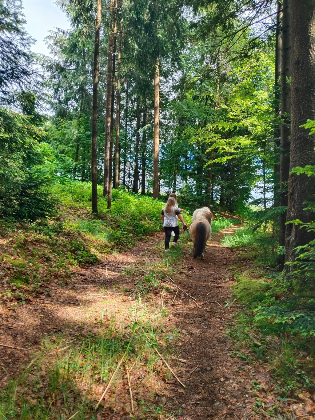 Pferderanch im sonnigen Nebelberg