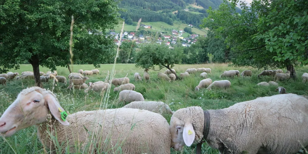 Stellplatz mit schöner Aussicht