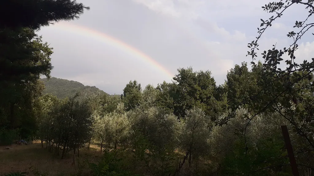 L'oliveraie Taurine et permaculture.