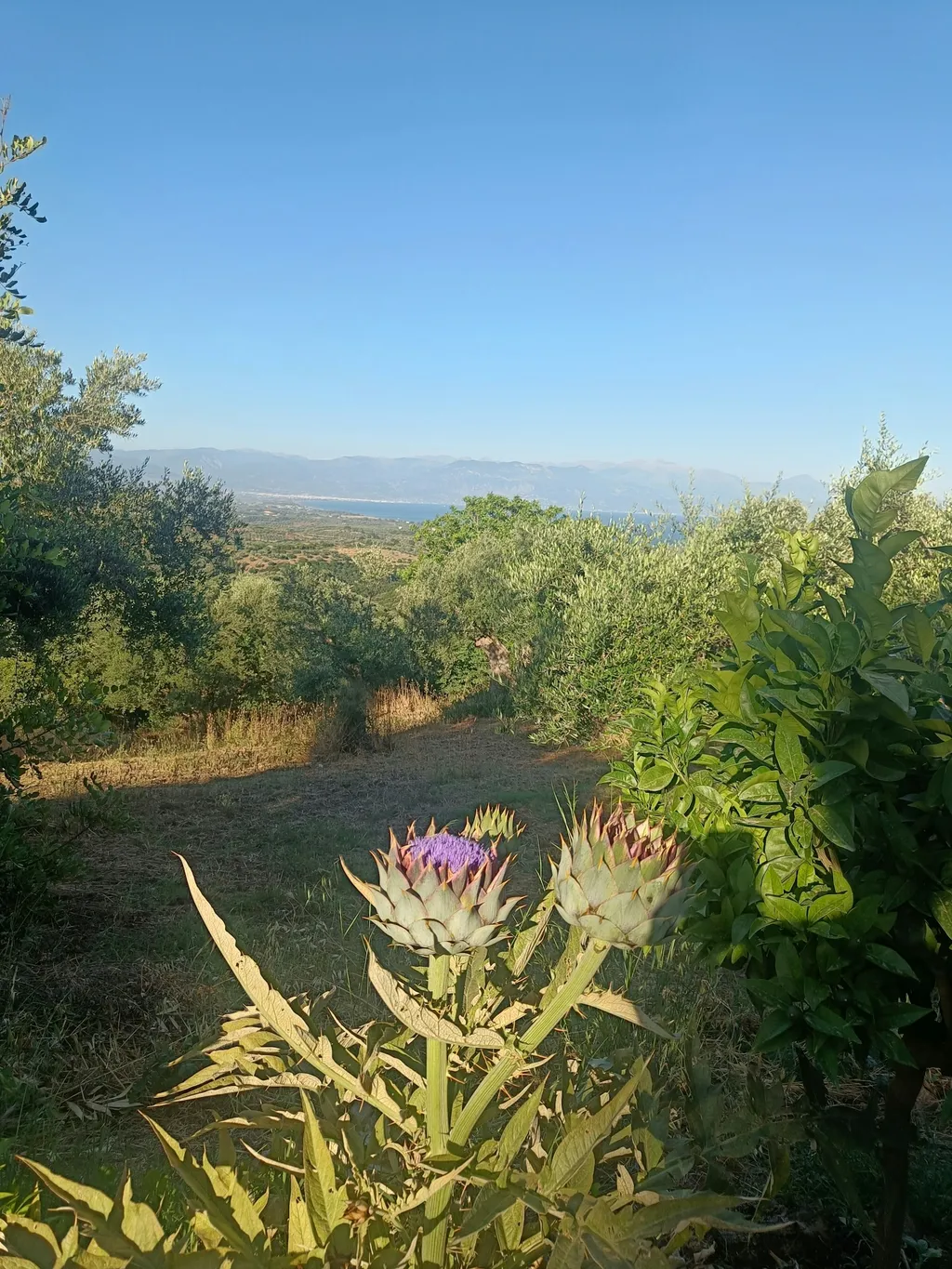 Stille im Olivenhain mit Meerblick