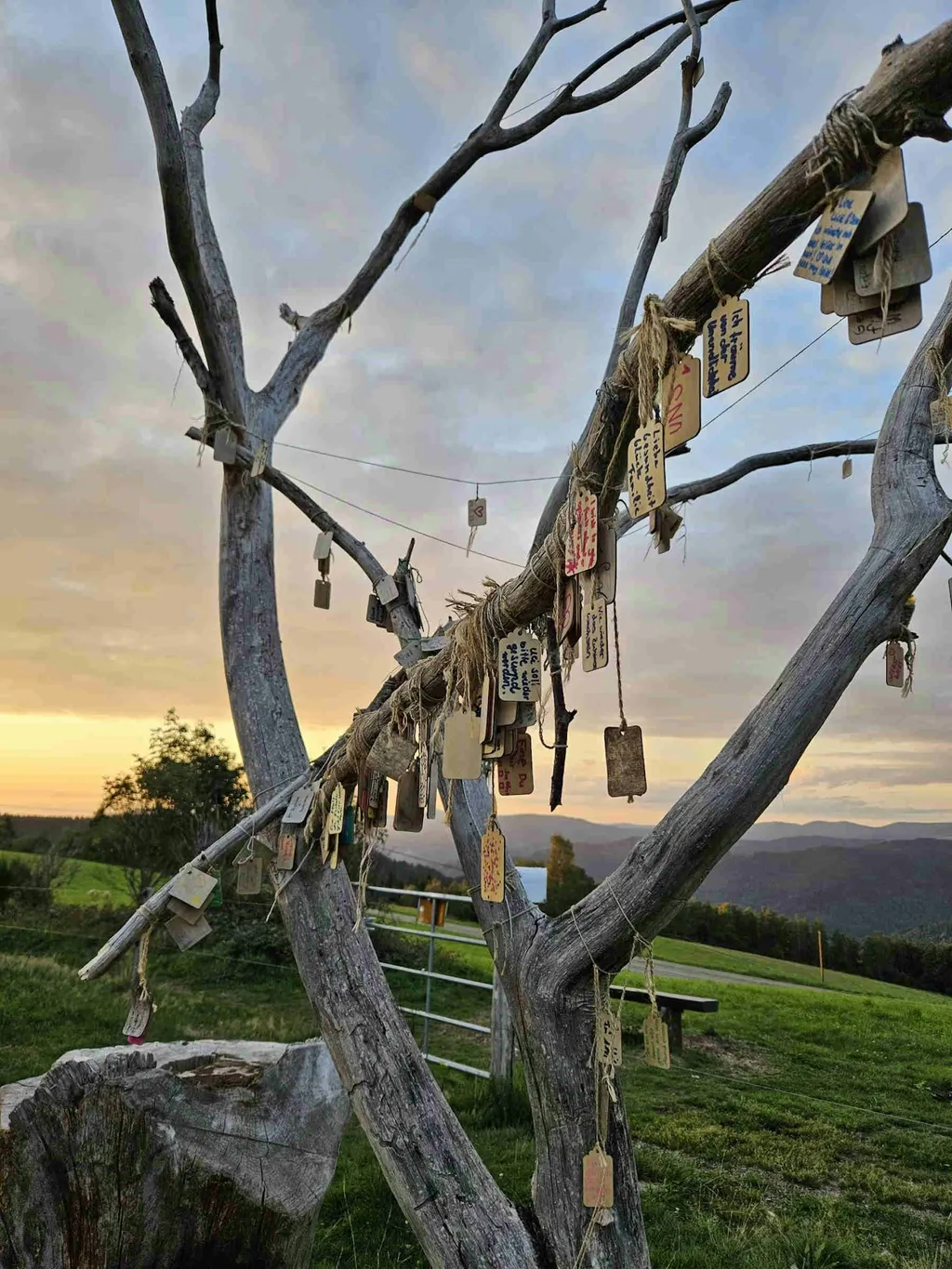 Baum der Träume avatar