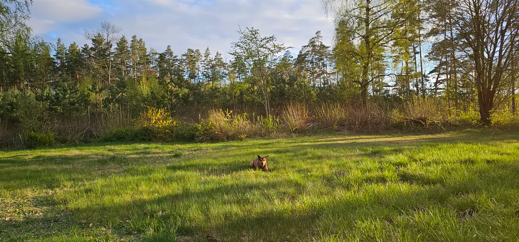 Teilansicht der riesigen Stellwiese