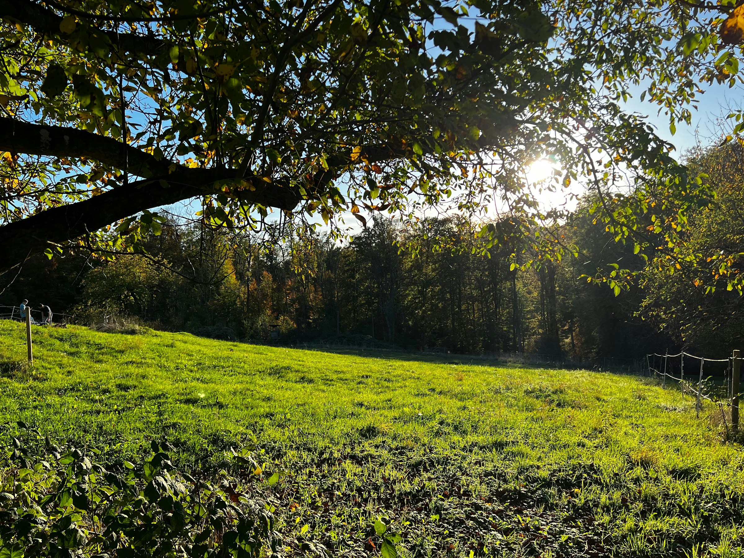 Blick unter dem Walnussbaum in Richtung Wald