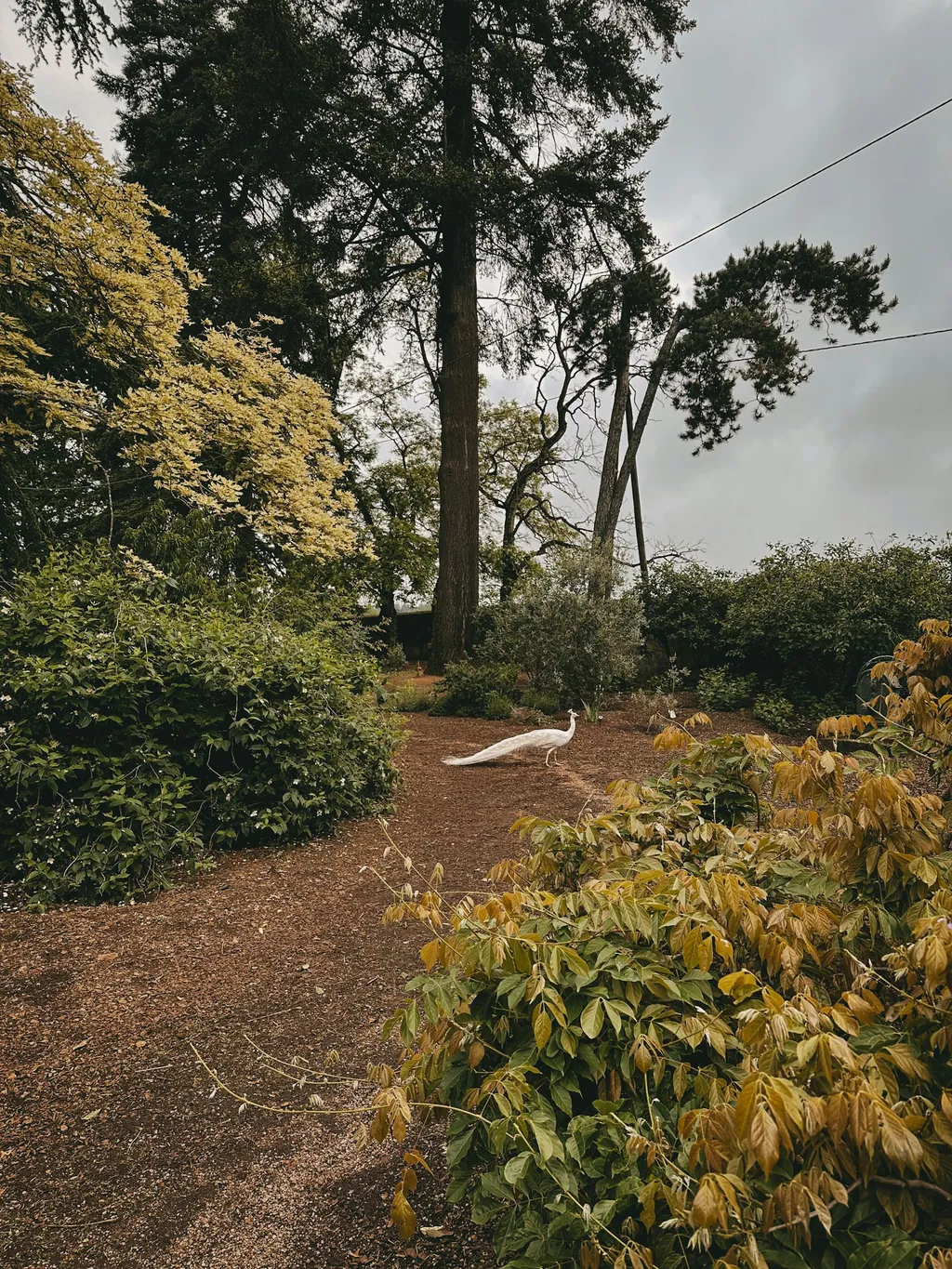 The Secret Garden