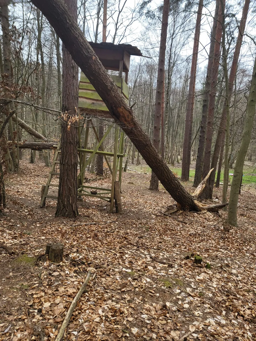 Waldübernachtung am Rande Potsdams
