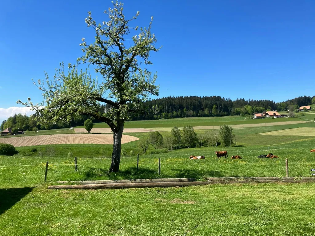 Beim Apfelbaum von Käsers Biohof