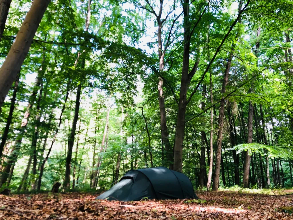 Vogelgezwitscher im BuchengrĂŒn