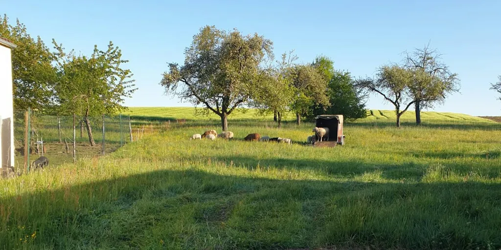 Campen in der Obstwiese