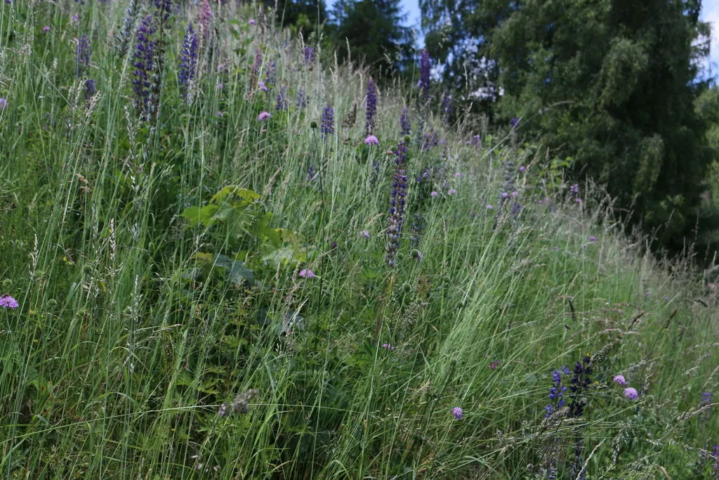 Wiesenblumen
