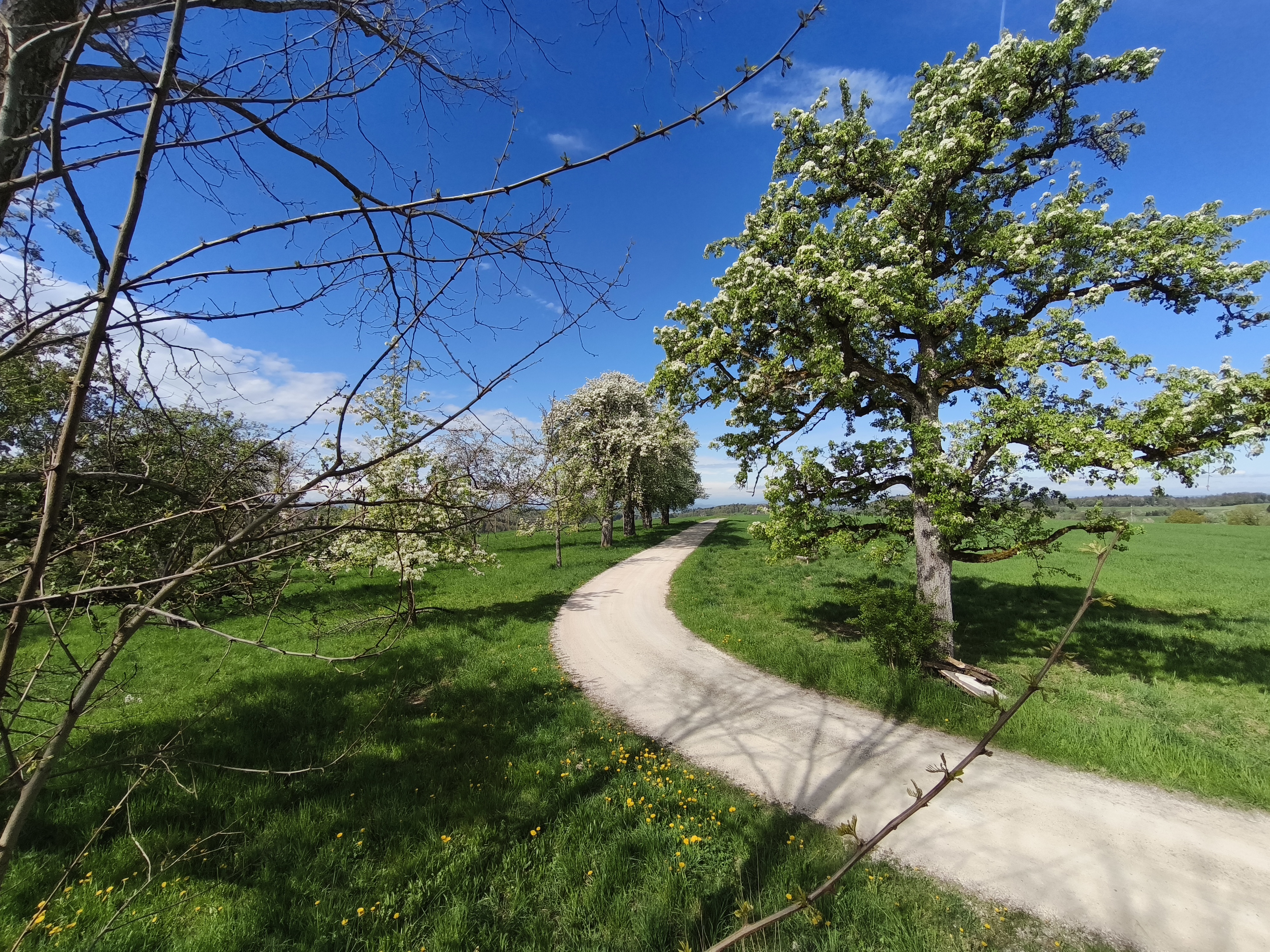 Frühling: Zufahrt zum Hof
