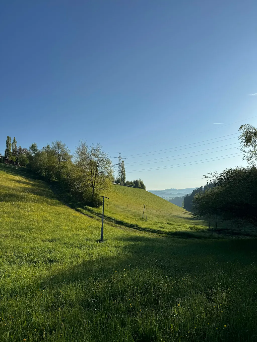 Wo Rehe weiden & der Kuckuck ruft