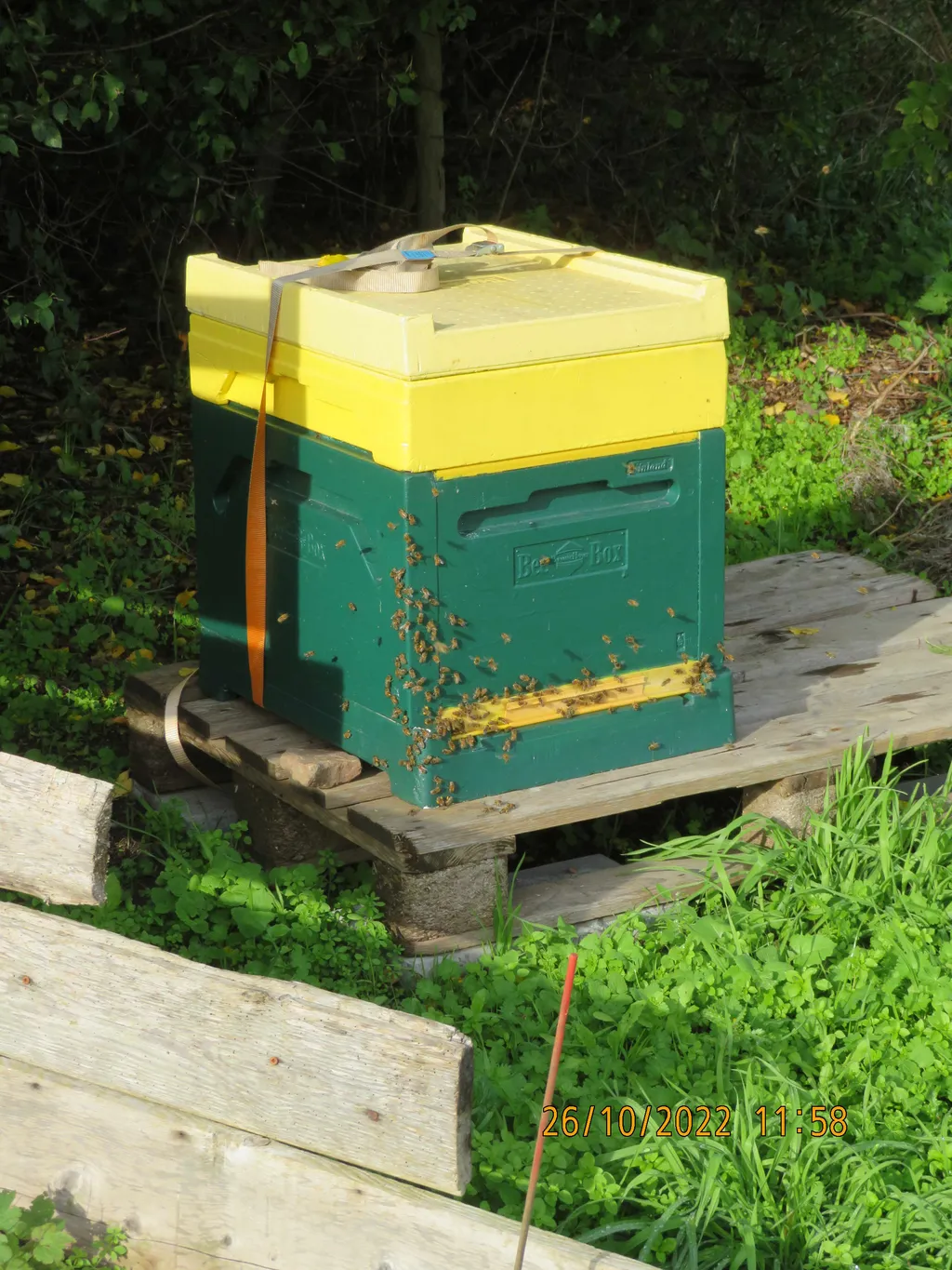 Honigbienen
