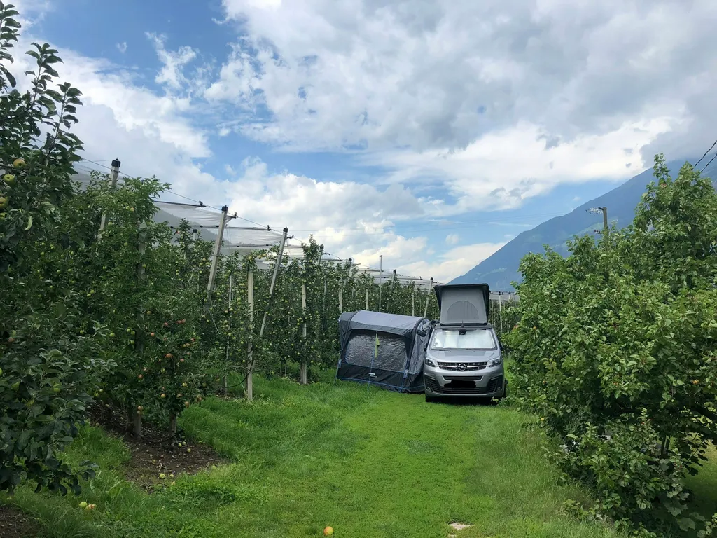 Mein steinalter Birnbaum