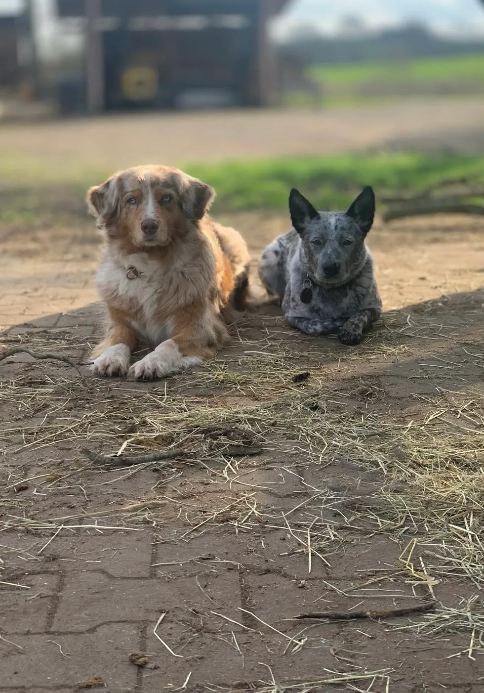 unsere Hofhunde Karou und Jolte