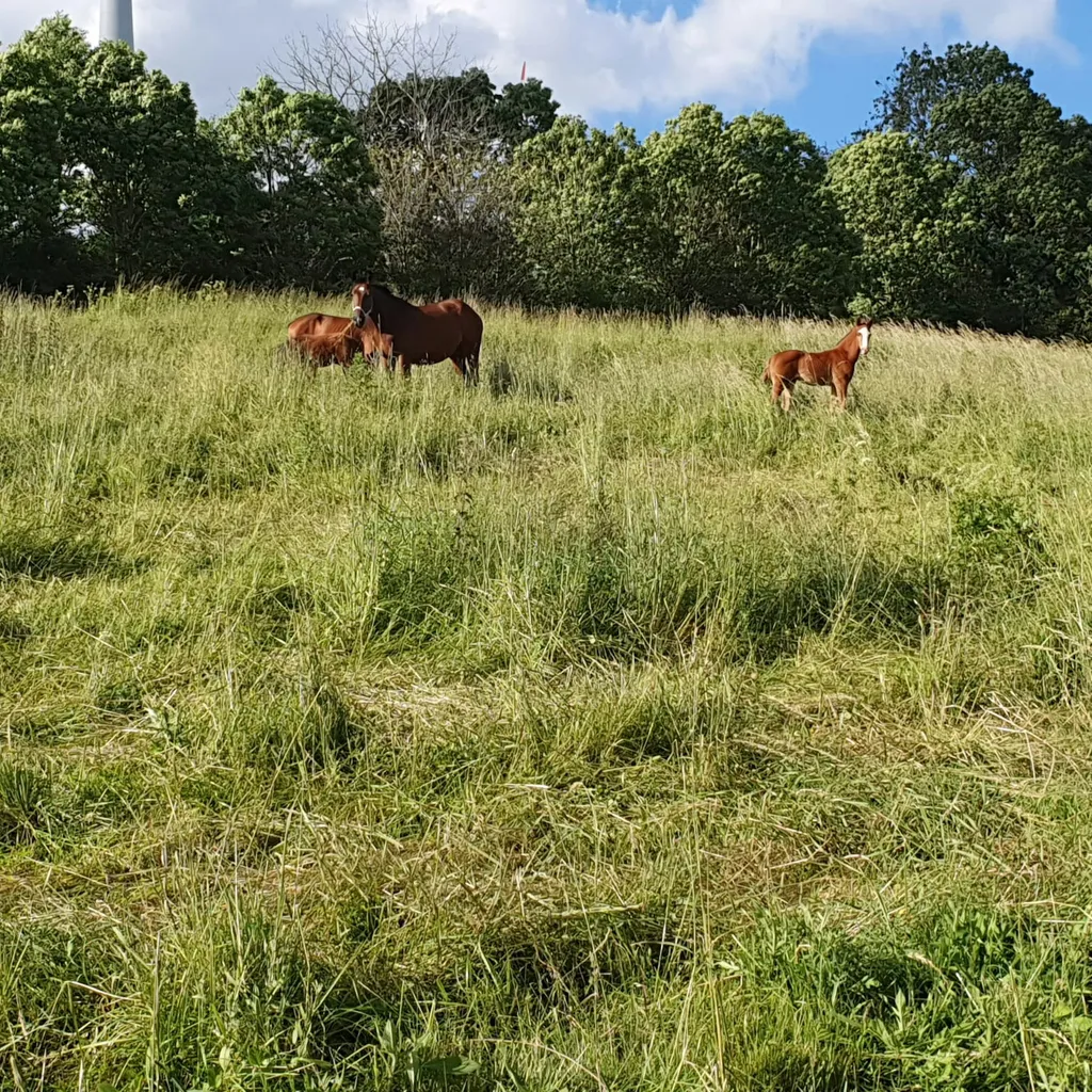 Stellplatz neben dem Hof