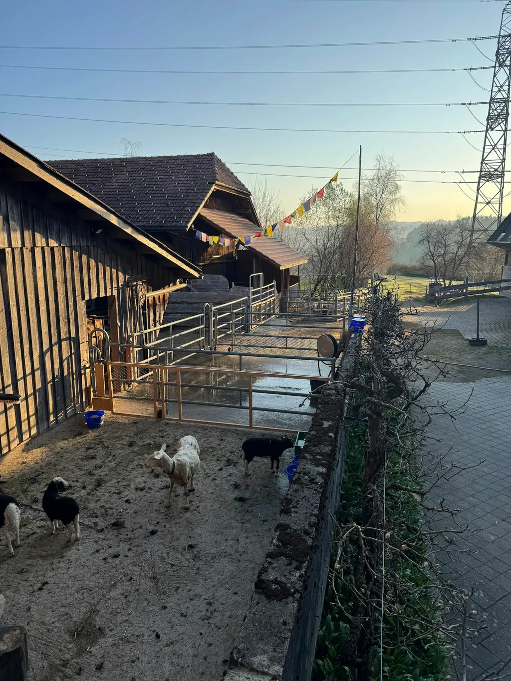 Wo Rehe weiden & der Kuckuck ruft