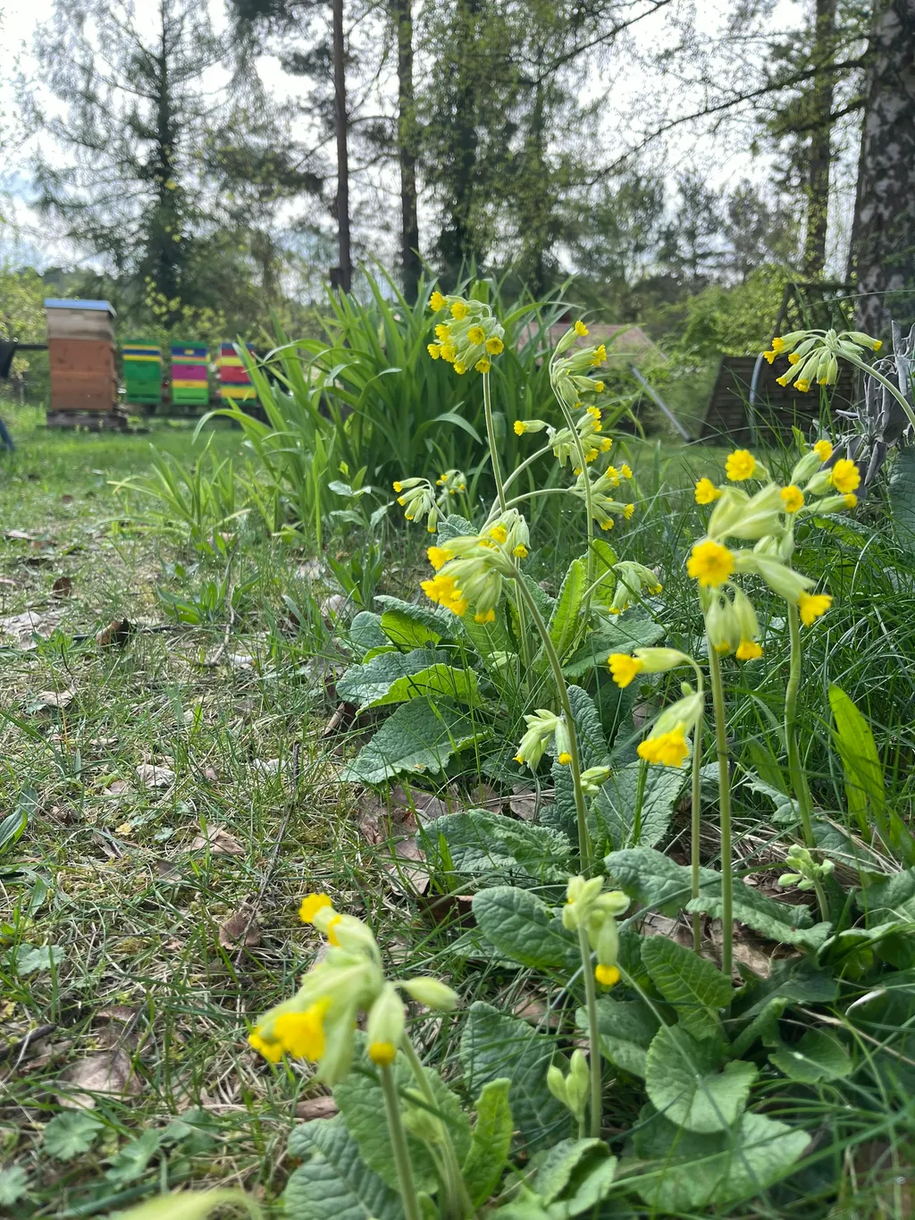 Bienengarten nah am See