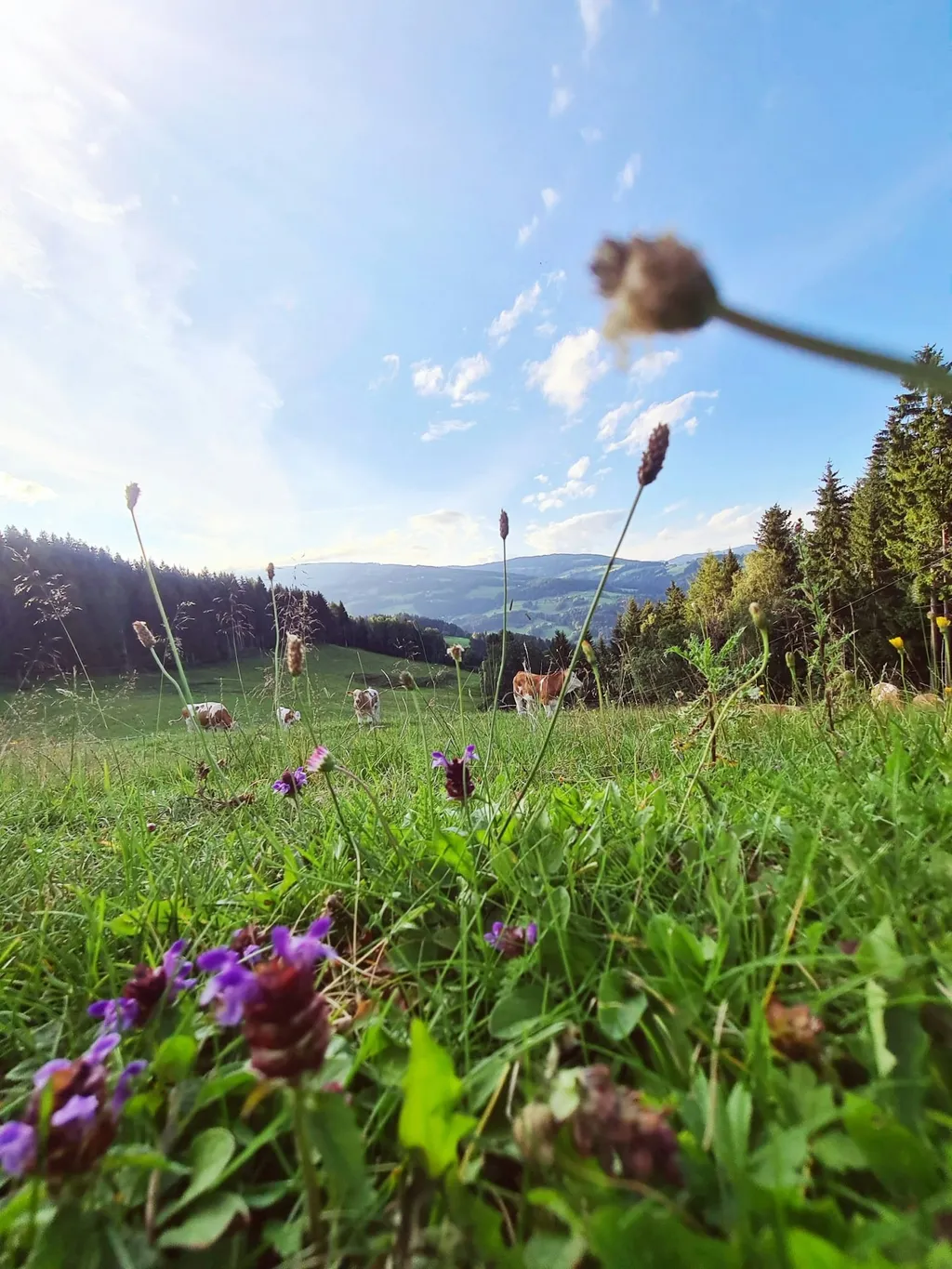 Unsere Rinder auf der Weide