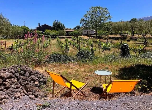 Camp Etna Verde Vine & Olives