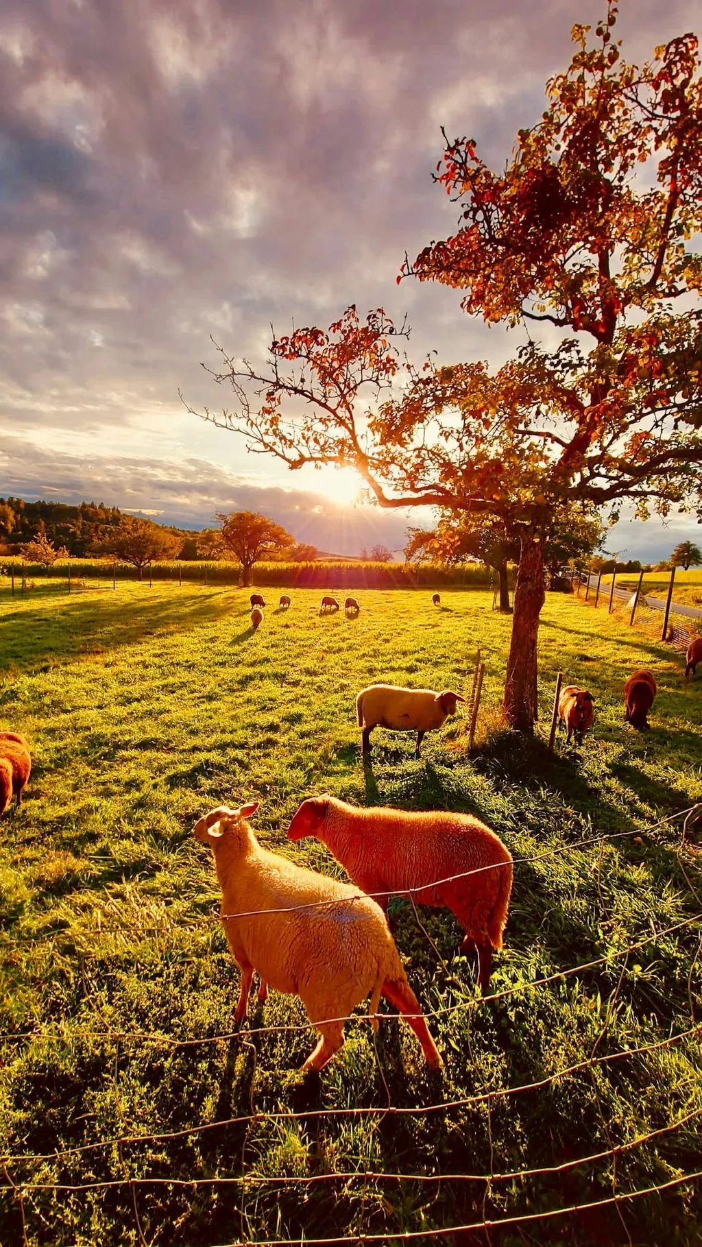 Nikola und Stefan avatar