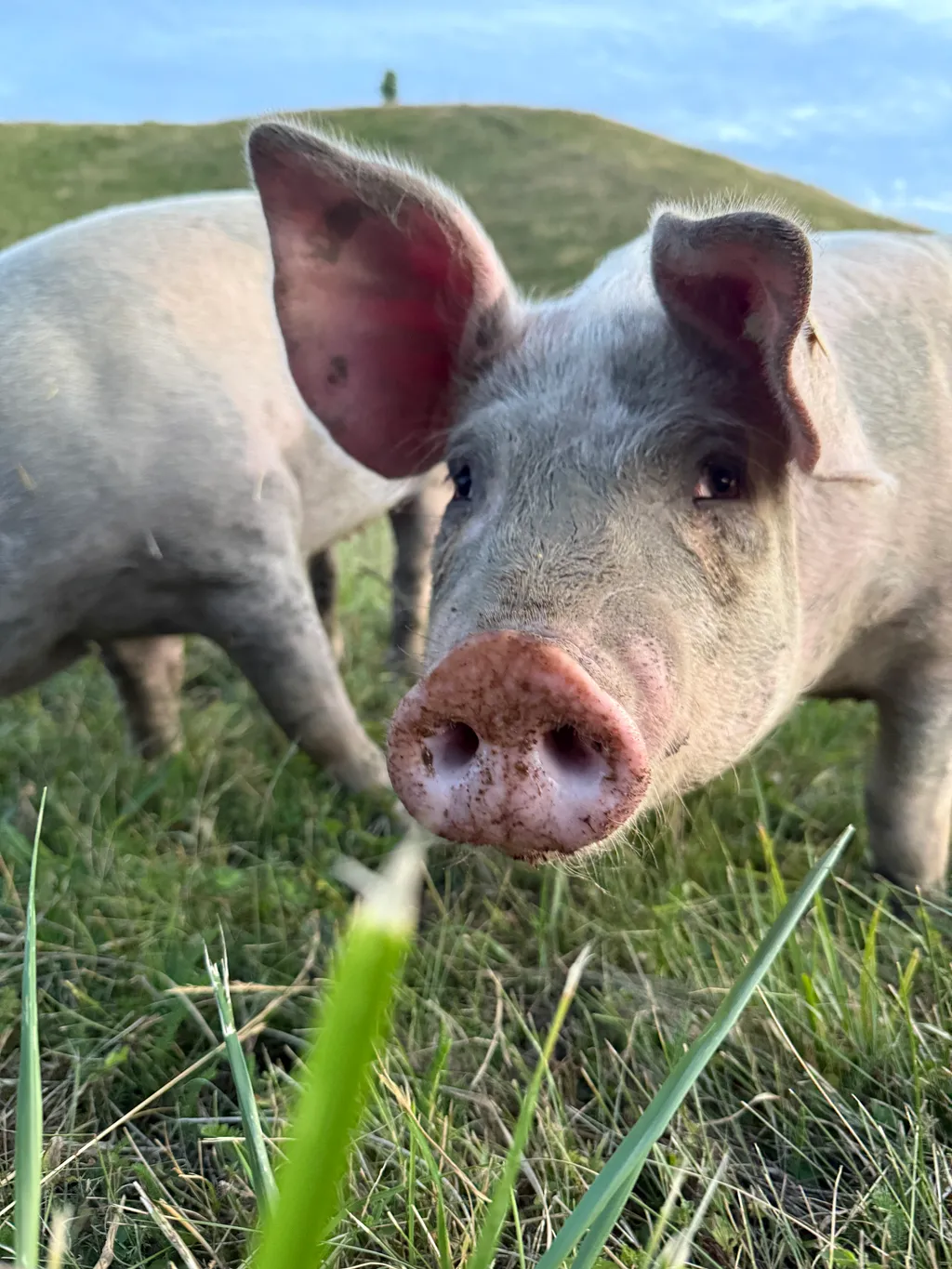 Unsere Weideschweine verbringen den Sommer auf den Weiden in der Nähe des Stellplatzes.