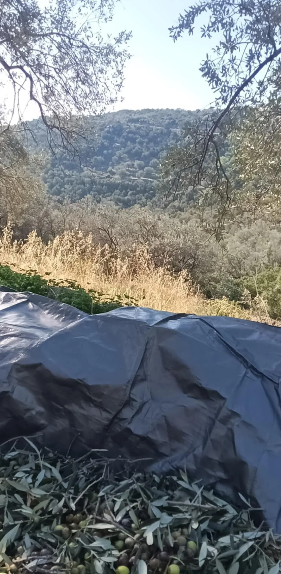 Welcome to our Secret Olive Groves!