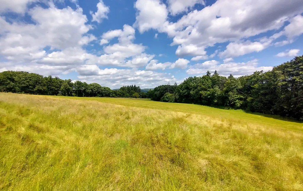 Verwilderter Obstgarten im Frau-Holle-Land