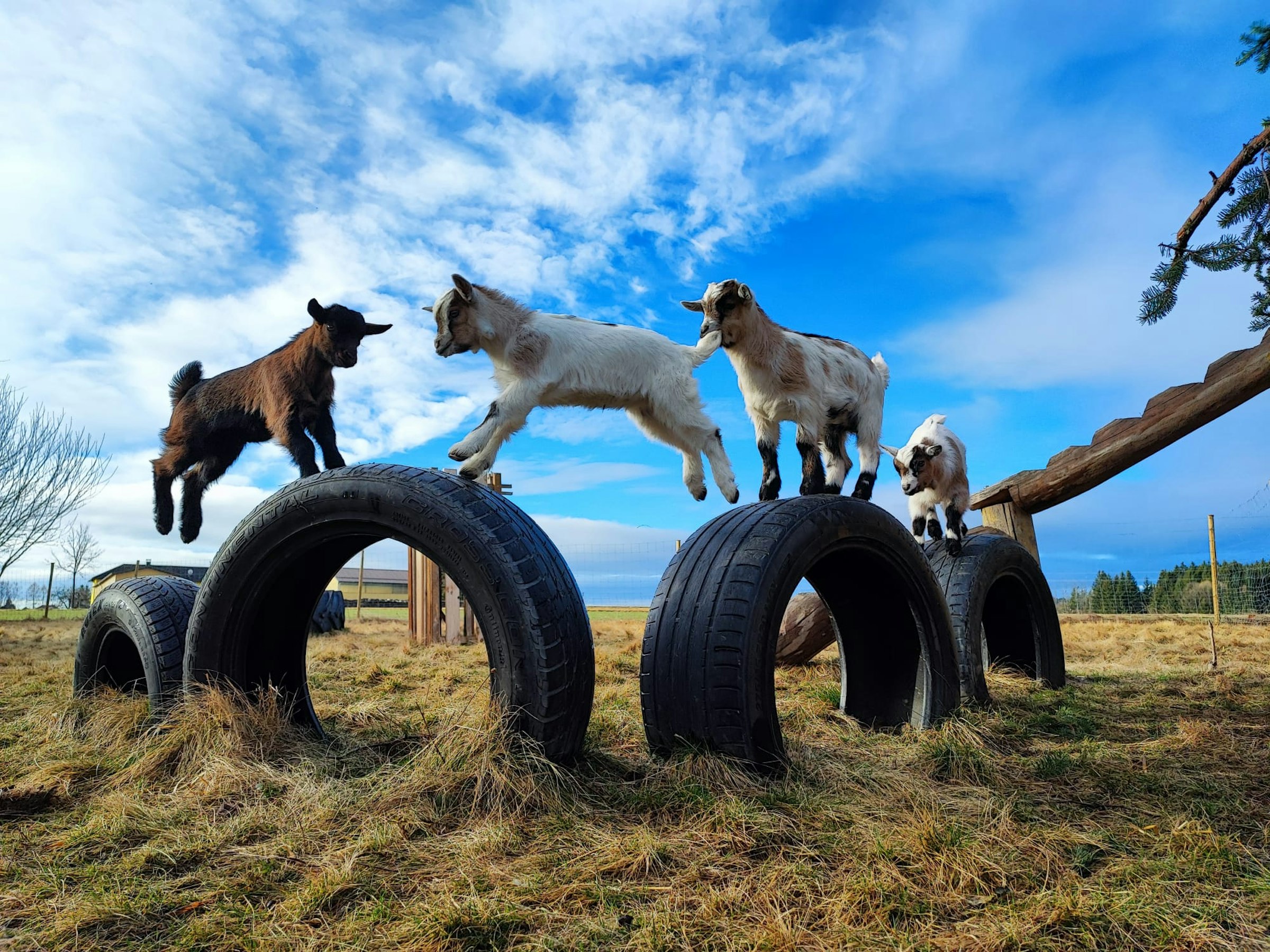 Heuwiese neben idyllischem Wald