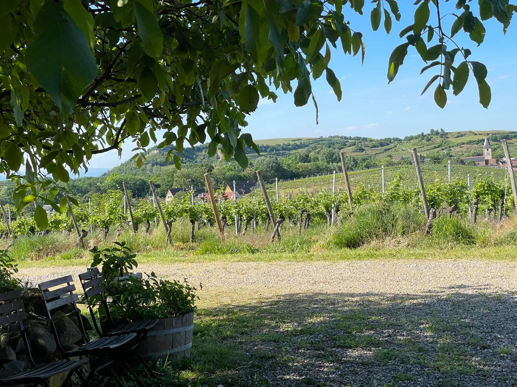Im Weinberg mit einmaliger Aussicht
