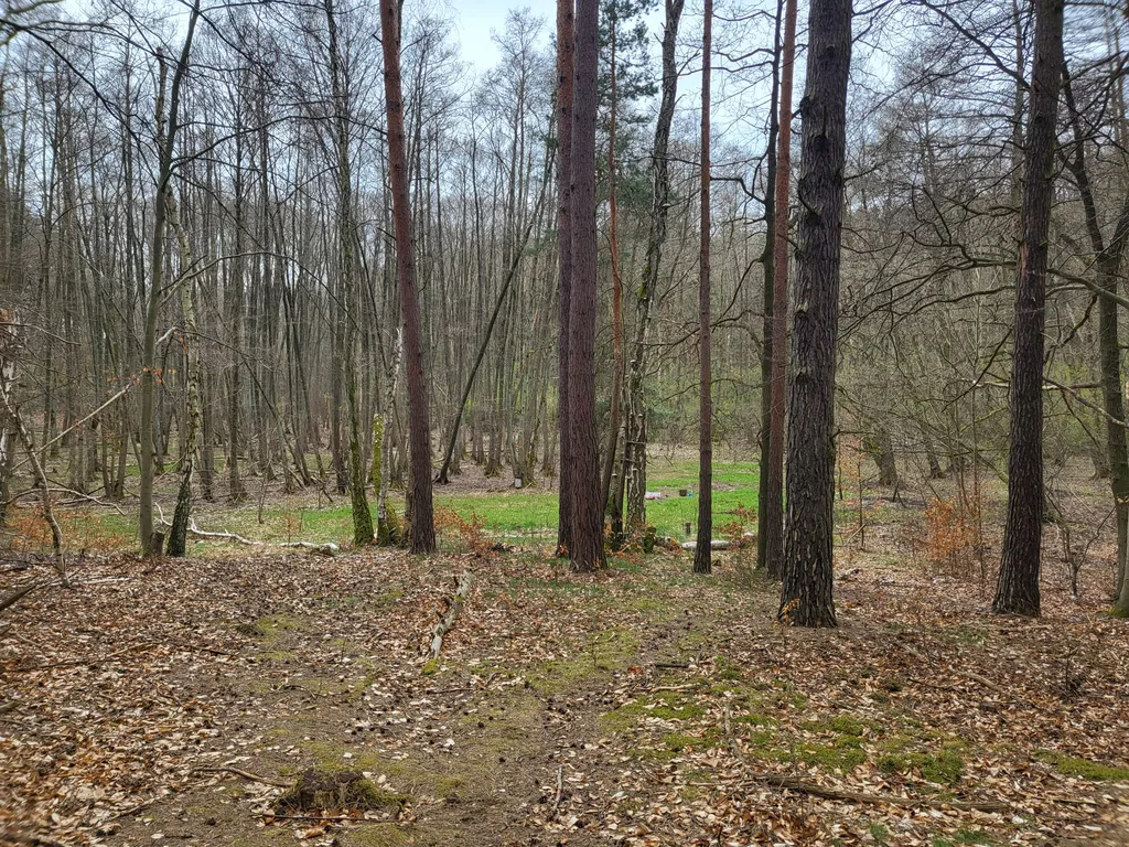 Waldübernachtung am Rande Potsdams