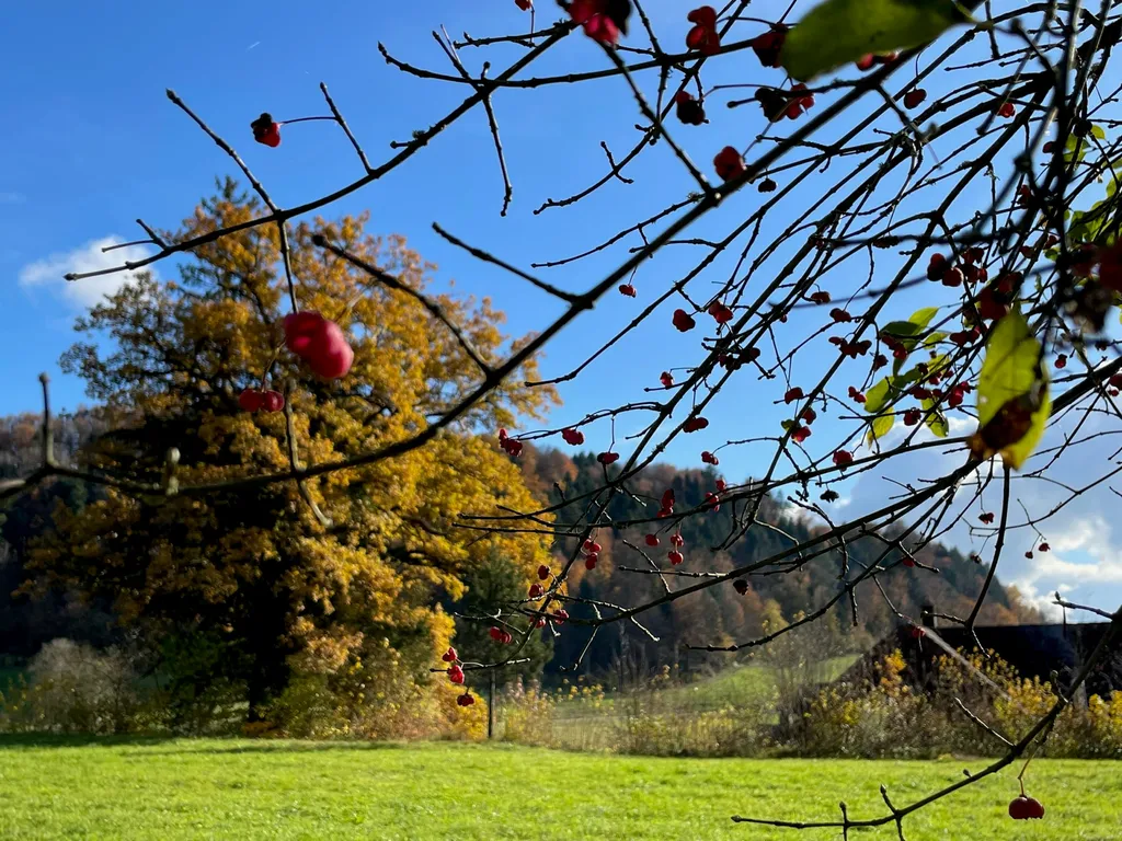 Kiltberg, "Chirschboum":