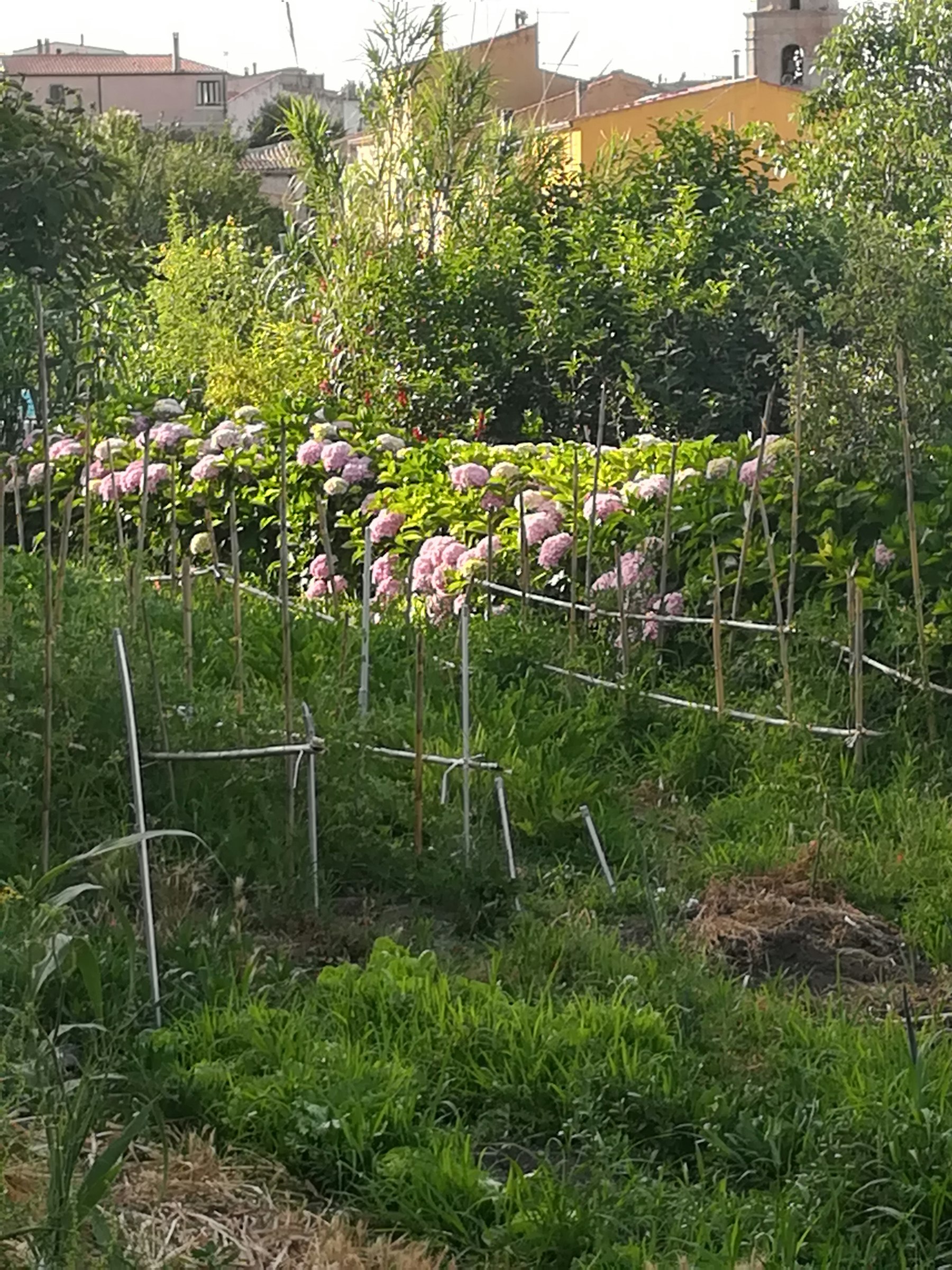 Il Giardino delle Ortensie ┇ Tenda