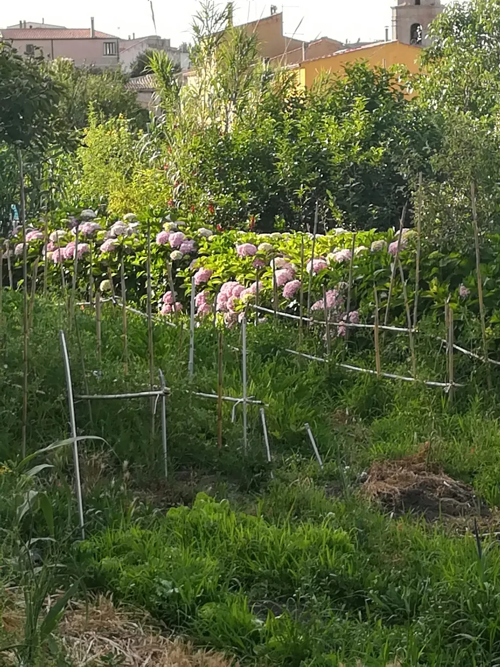 Il Giardino delle Ortensie ┇ Tenda