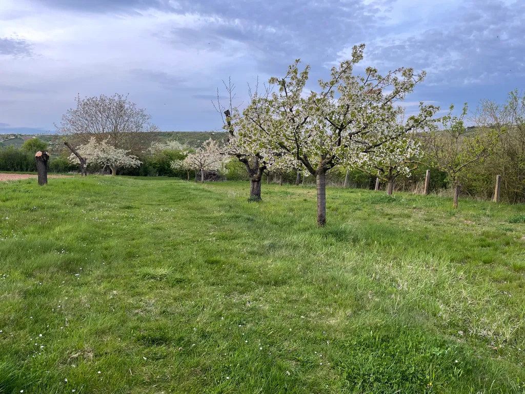 Aprikosenhain Camping