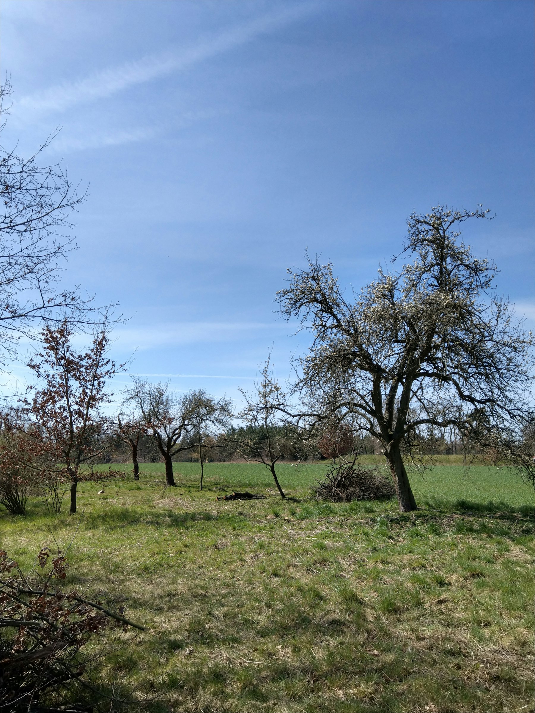 Wiese am Trinkwasserschutzgebiet