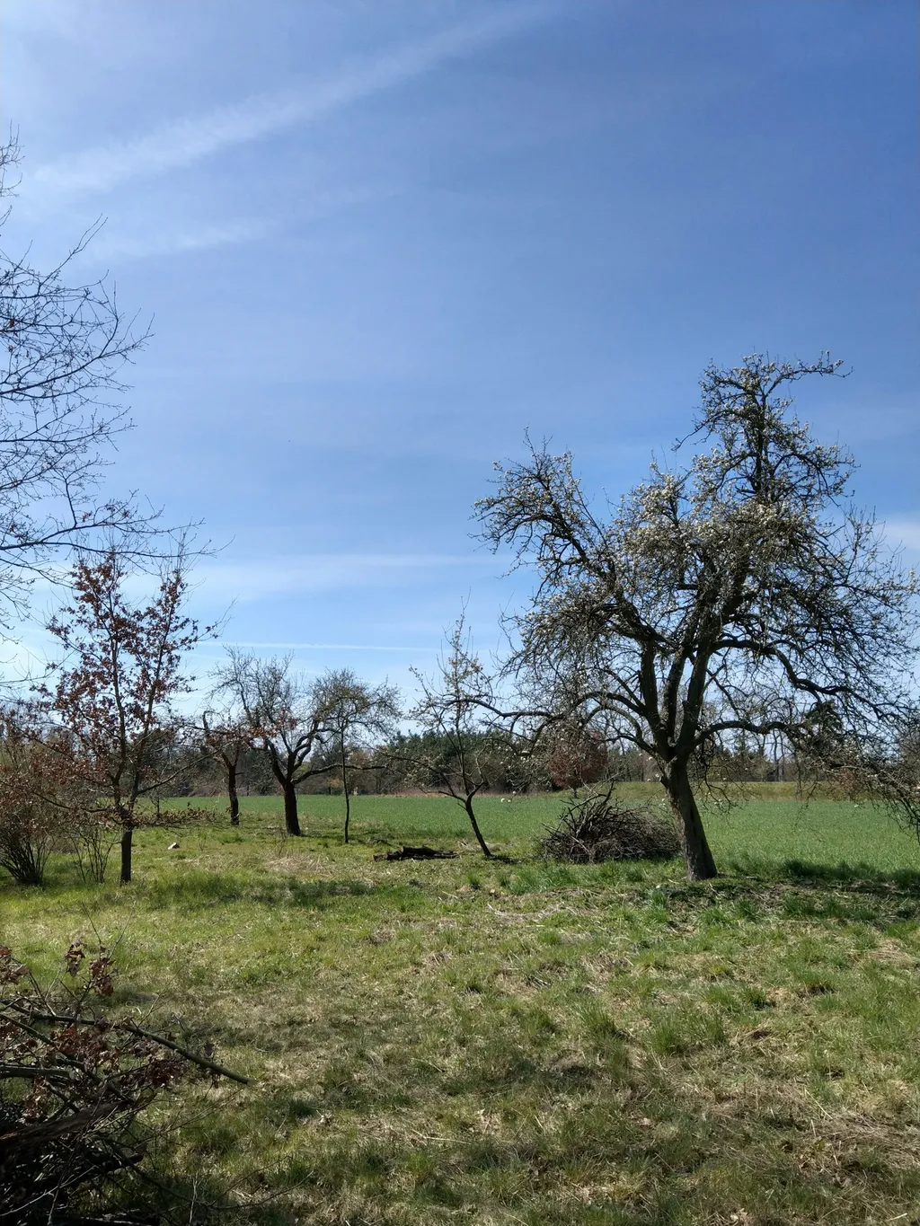 Wiese am Trinkwasserschutzgebiet