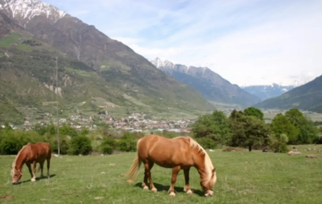 Mein steinalter Birnbaum